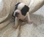 Small #10 Boston Terrier