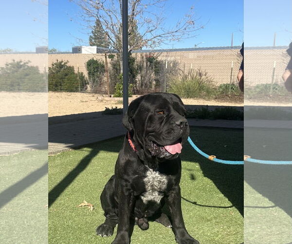 Medium Photo #4 Mutt Puppy For Sale in Goodyear, AZ, USA