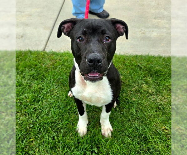 Medium Photo #1 Mutt Puppy For Sale in Long Beach, CA, USA