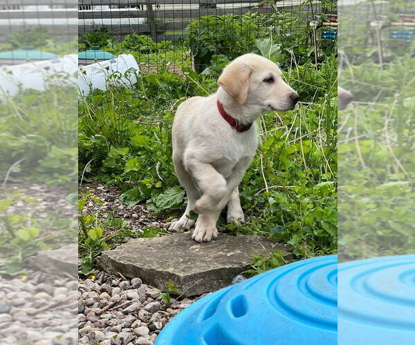 Medium Photo #4 Labrenees Puppy For Sale in New London, WI, USA