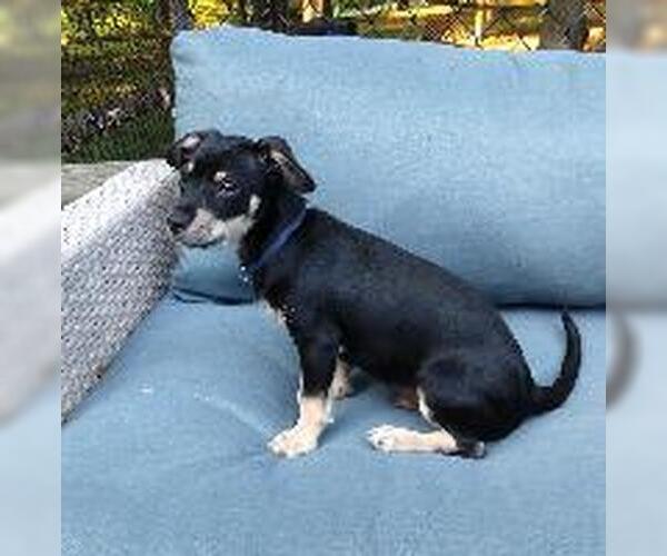 Medium Photo #2 Miniature Pinscher-Unknown Mix Puppy For Sale in Claremore, OK, USA