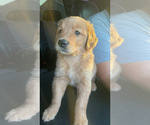 Small Photo #3 Golden Retriever Puppy For Sale in BAKERSFIELD, CA, USA