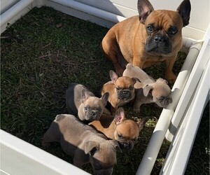 French Bulldog Puppy for Sale in MAYO, Florida USA