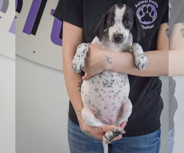 Medium Photo #4 Beagle-Brittany Mix Puppy For Sale in Huntley, IL, USA