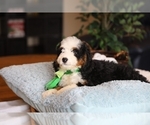 Small #11 Bernedoodle (Miniature)