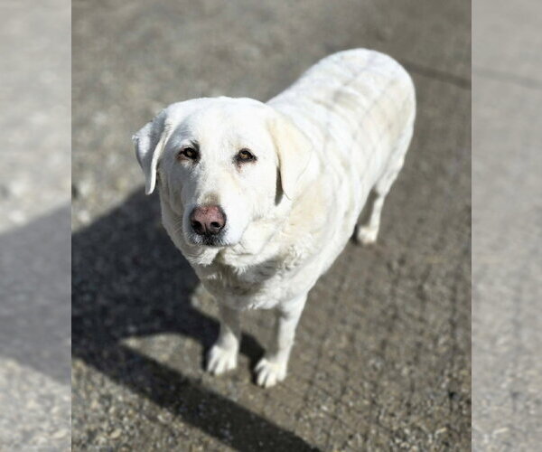 Medium Photo #4 - Mix Puppy For Sale in Woodsfield, OH, USA
