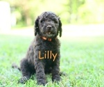 Puppy Lilly Goldendoodle