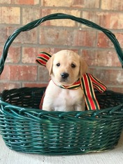 Golden Labrador Puppy for sale in MIDLOTHIAN, TX, USA
