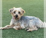 Small #1 Mutt