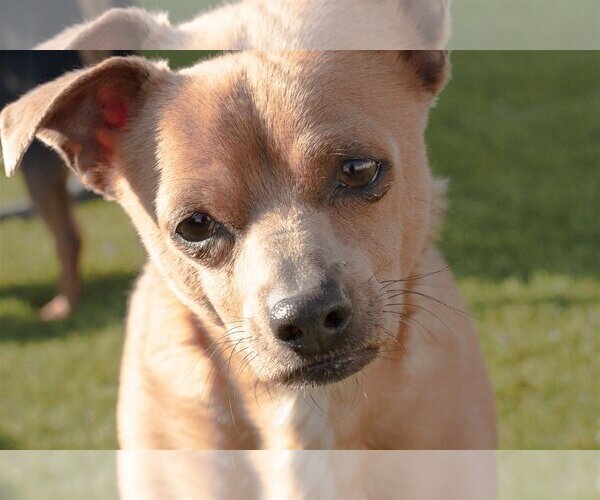 Medium Photo #6 Chihuahua-Unknown Mix Puppy For Sale in La Verne, CA, USA