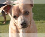 Small Photo #6 Chihuahua-Unknown Mix Puppy For Sale in La Verne, CA, USA