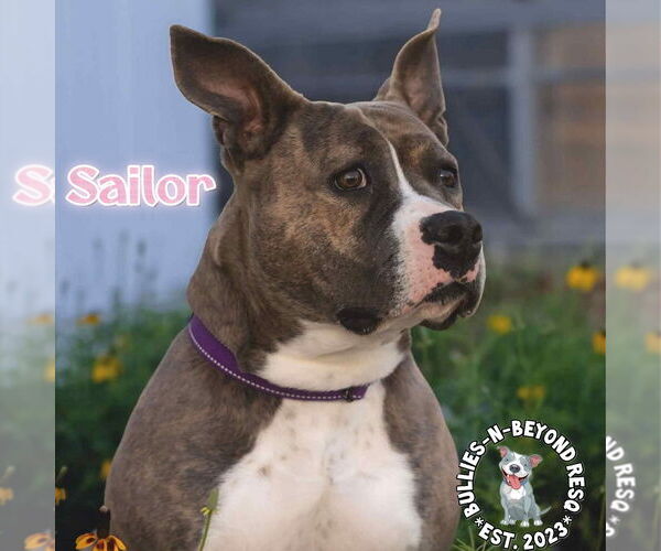 Medium Photo #14 American Staffordshire Terrier Puppy For Sale in Omaha, NE, USA