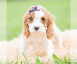 Small #1 Cavalier King Charles Spaniel