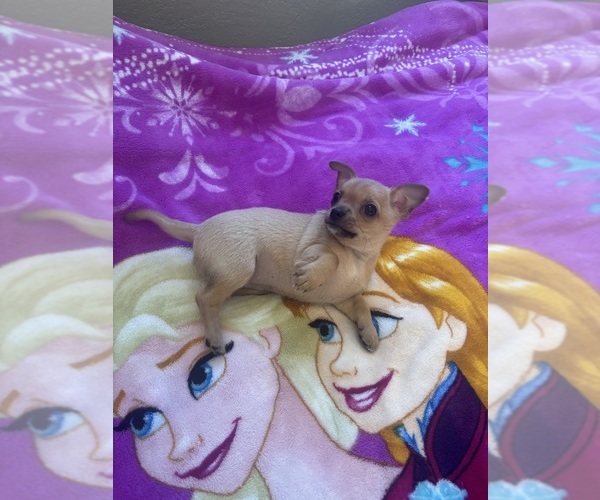 Medium Photo #3 Chihuahua Puppy For Sale in ONTARIO, CA, USA