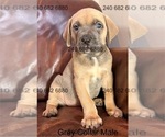 Small Photo #3 Cane Corso Puppy For Sale in LA PLATA, MD, USA