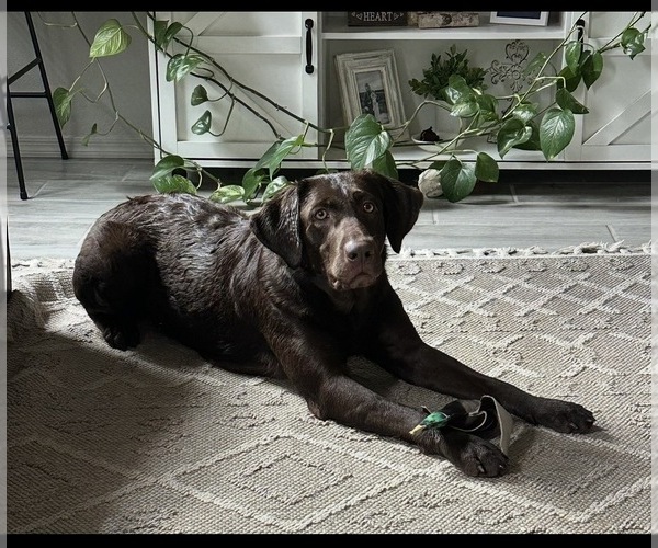 Medium Photo #1 Labrador Retriever Puppy For Sale in SIERRA VISTA, AZ, USA