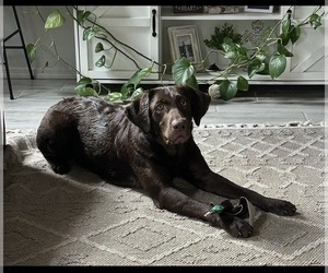 Mother of the Labrador Retriever puppies born on 01/28/2026