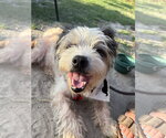 Small #2 Lhasa Apso Mix