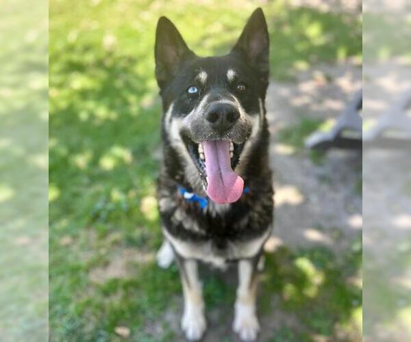 Medium Photo #2 Siberian Husky Puppy For Sale in Riverside, CA, USA
