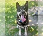 Small #1 Siberian Husky
