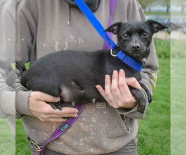 Medium Photo #6 Chiweenie Puppy For Sale in Huntley, IL, USA