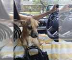 Small #8 Chihuahua Mix
