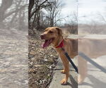 Small #3 Carolina Dog Mix