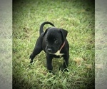 Small Photo #5 American Bully Puppy For Sale in SALEM, IL, USA