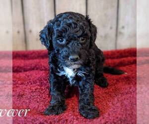 Goldendoodle (Miniature) Puppy for sale in WITHEE, WI, USA
