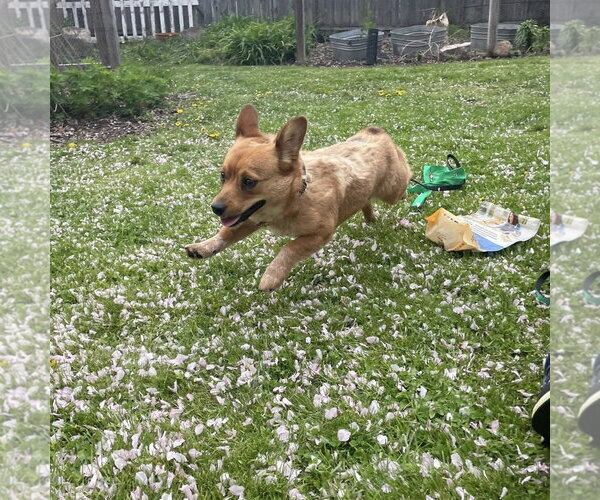 Medium Photo #4 Mutt Puppy For Sale in Rochester, NY, USA