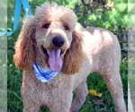 Small Photo #1 Goldendoodle Puppy For Sale in GARLAND, TX, USA