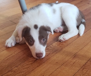 Border Collie Puppy for sale in PHILA, PA, USA