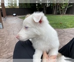 Small Photo #6 Border Collie Puppy For Sale in CHULA VISTA, CA, USA