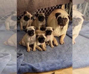Mother of the Pug puppies born on 01/21/2022