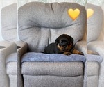 Small Photo #34 Rottweiler Puppy For Sale in NAPA, CA, USA