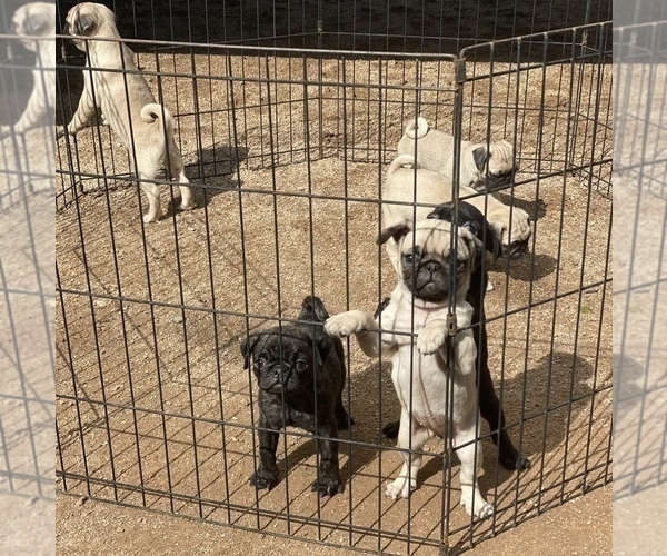 Full screen Photo #6 Pug Puppy For Sale in SCOTTSDALE, AZ, USA