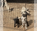 Small Photo #6 Pug Puppy For Sale in SCOTTSDALE, AZ, USA