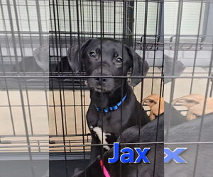 Jax - Male Siberian Husky-Unknown Mix Dog for Adoption - Photo #12