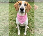 Small #1 Beagle-Pointer Mix