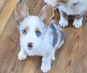 Pembroke Welsh Corgi Puppy for sale in MILTON, WI, USA