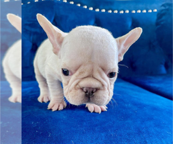 Medium Photo #13 French Bulldog Puppy For Sale in ANDERSONVILLE, TN, USA