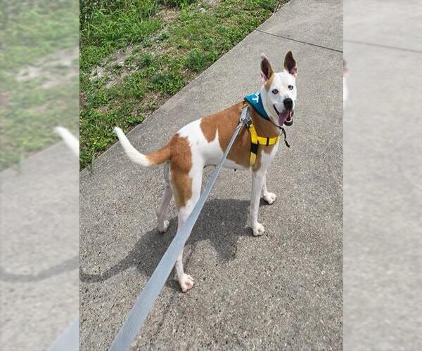 Medium Photo #4 Siberian Husky-Unknown Mix Puppy For Sale in Corpus Christi, TX, USA