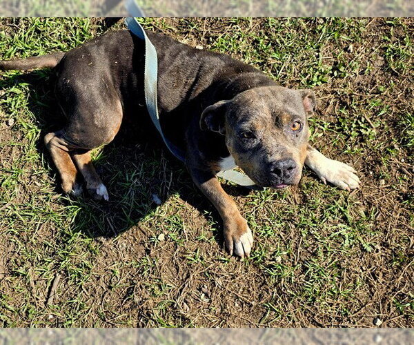 Medium Photo #3 American Pit Bull Terrier Puppy For Sale in Ocala, FL, USA