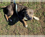 Small #2 American Pit Bull Terrier