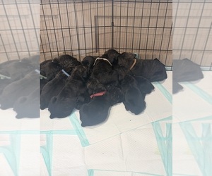 Cane Corso Puppy for Sale in COLLINSTON, Louisiana USA