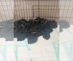 Small Cane Corso
