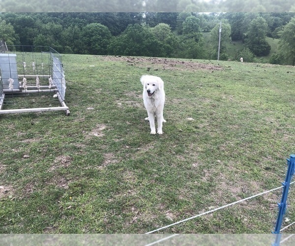 Medium Photo #5 Maremma Sheepdog Puppy For Sale in SPOKANE, MO, USA
