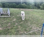 Small #4 Maremma Sheepdog