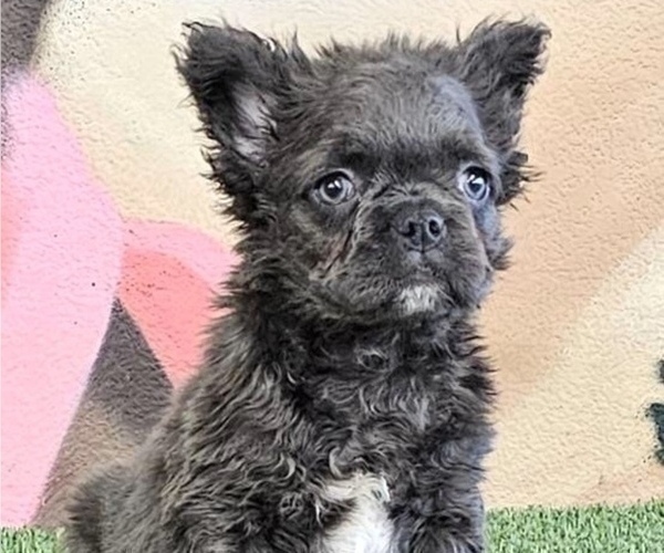 Medium Photo #2 French Bulldog Puppy For Sale in CALABASAS HILLS, CA, USA