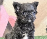 Small Photo #2 French Bulldog Puppy For Sale in CALABASAS HILLS, CA, USA